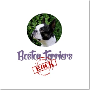 Boston Terriers Rock! Posters and Art